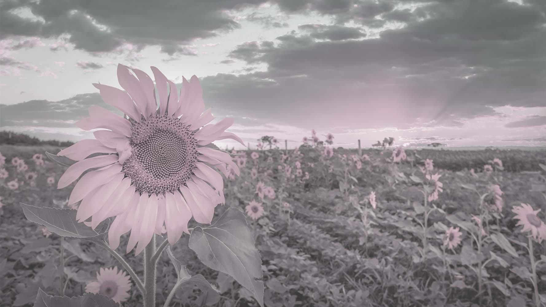 View of a sunflower field which appears black and white to indicate what a person with CVD might experience